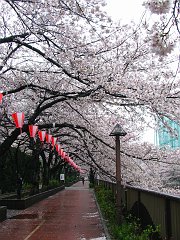 meguro river